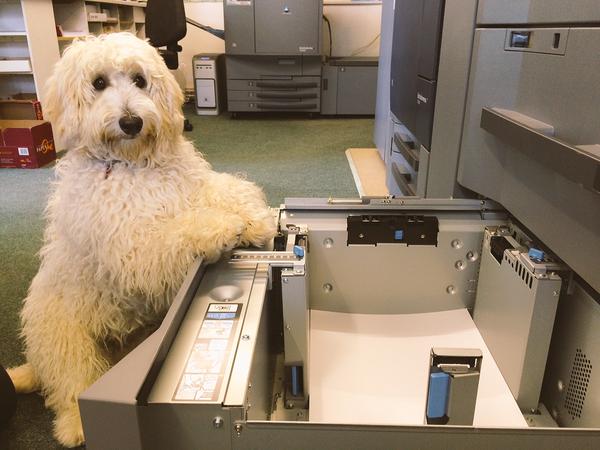 MMP_Preston's tweet photo. #KirkAtWork - Let's see your dogs at work! Tweet us some pictures! #dogs #puppies #abitoffun http://t.co/Gv7nmw8WCG