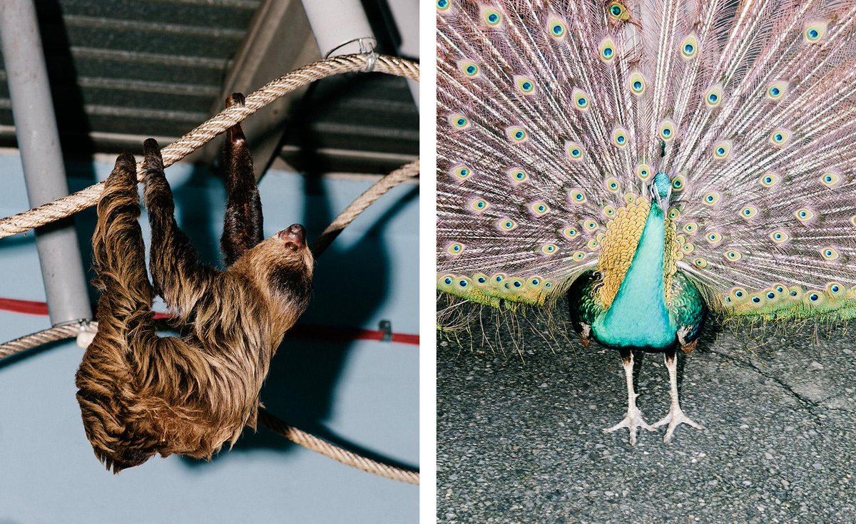 business's tweet photo. At the world’s biggest pet store you can buy armadillos, meerkats, coatis, monkeys, and more! http://t.co/qUSTyZ4Qmx http://t.co/9XVQY7K0ed