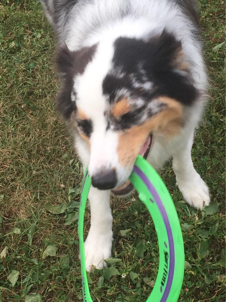 ConsciousPets's tweet image. Jack destroying his frisbee. #dogs #dogslife #NOJACK!!!  #ConsciousPets