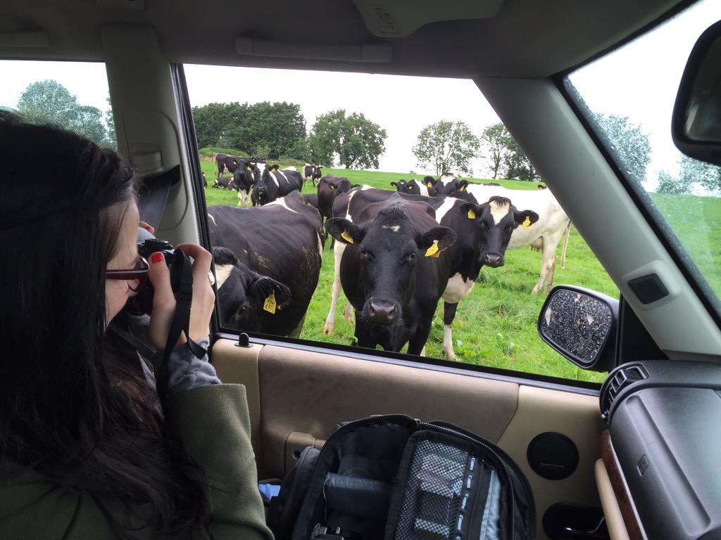 noeljoekelly's tweet photo. Getting some inspiration from our #creva #cows for next masterpiece @FletcherArtist #shameabouttherain #dairy http://t.co/ISksFdhg6f
