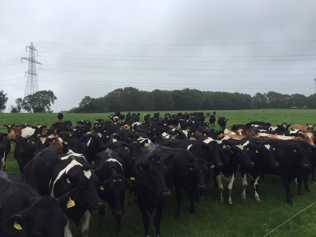 noeljoekelly's tweet photo. Getting some inspiration from our #creva #cows for next masterpiece @FletcherArtist #shameabouttherain #dairy http://t.co/ISksFdhg6f