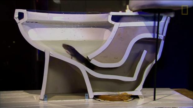 smh's tweet photo. Stomach-churning video demonstrates how rats swim up sewer pipes and into toilets. http://t.co/6ofyDZu7AF http://t.co/rVJZtFKJss