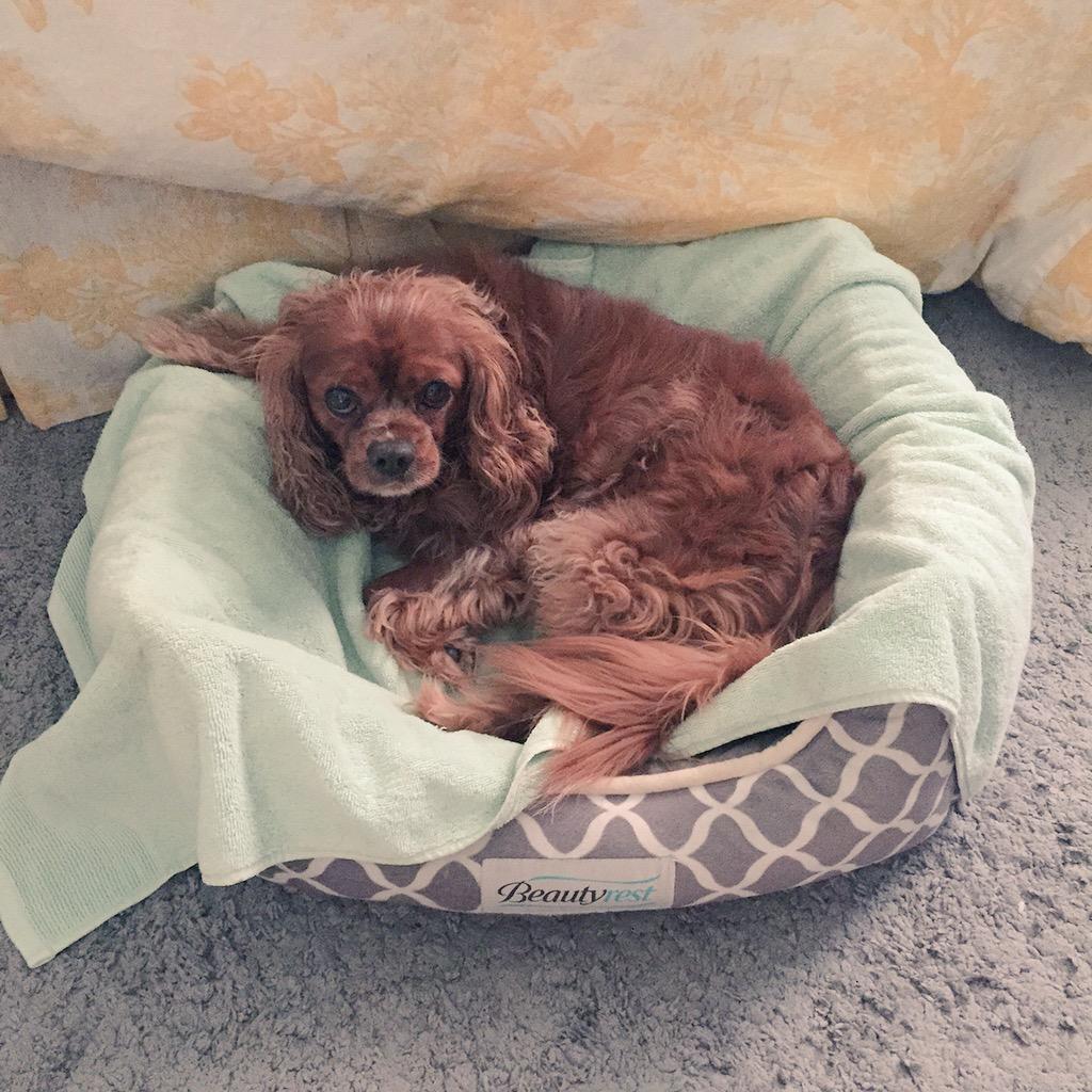 Volgirl82's tweet image. &quot;The humans are getting ready to leave me again...&quot; ~ Henry #SpanielProblems