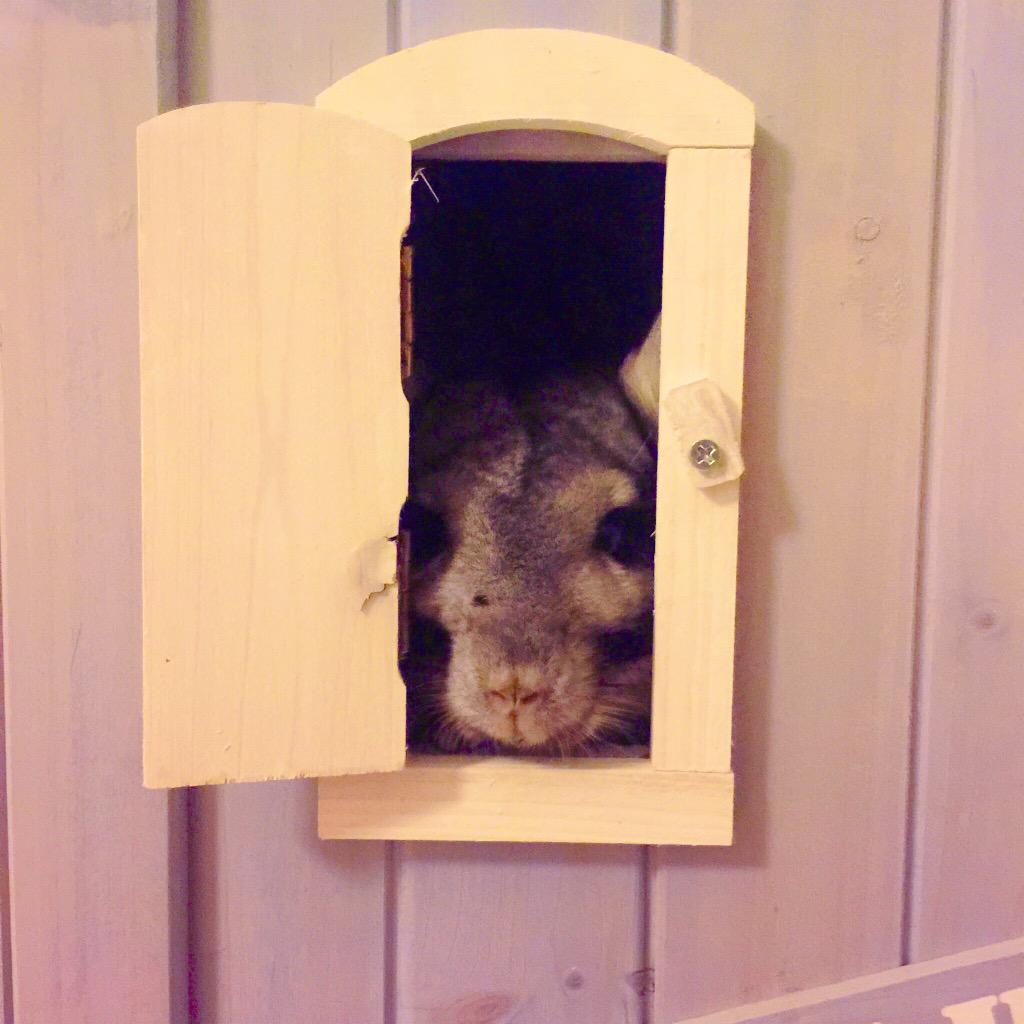 Macs are OK, but I'm a #Windows kinda gal. #chinchilla #cute 🐭