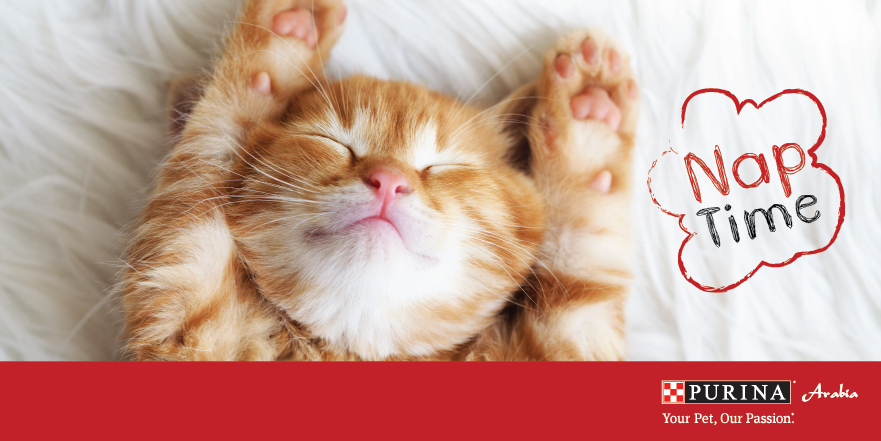 How long does your kitten nap each day?