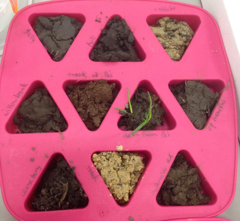 SaidHanrahan's tweet photo. Turning soil into paint pigment was really rather fun #soilscience #mudmap http://t.co/wsmS6w5RAy