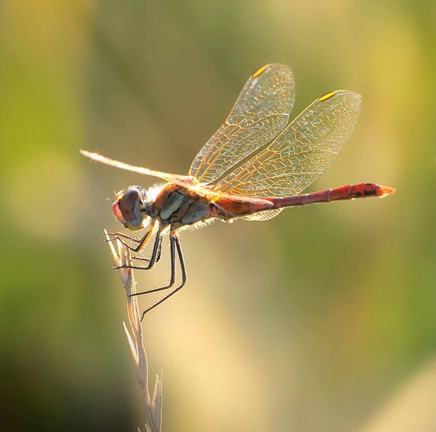 GuardianHall's tweet image. Flying to Edinburgh tomorrow , for a Scottish weekend.