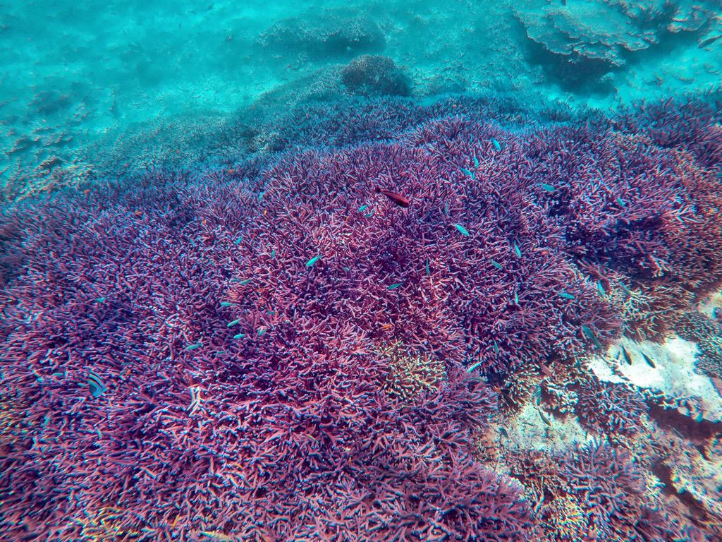 Indonesia for the World tweet media