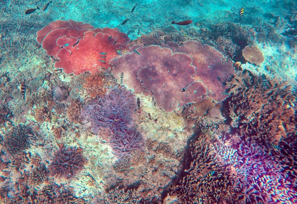 Indonesia for the World tweet media