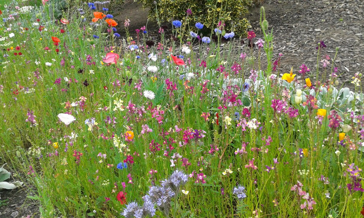 HelenaFairfax's tweet photo. Wild flowers in Roberts Park, Saltaire, #yorkshire. Beautiful sight! @SaltaireUK @SaltaireRocks http://t.co/P52KNcLjnY