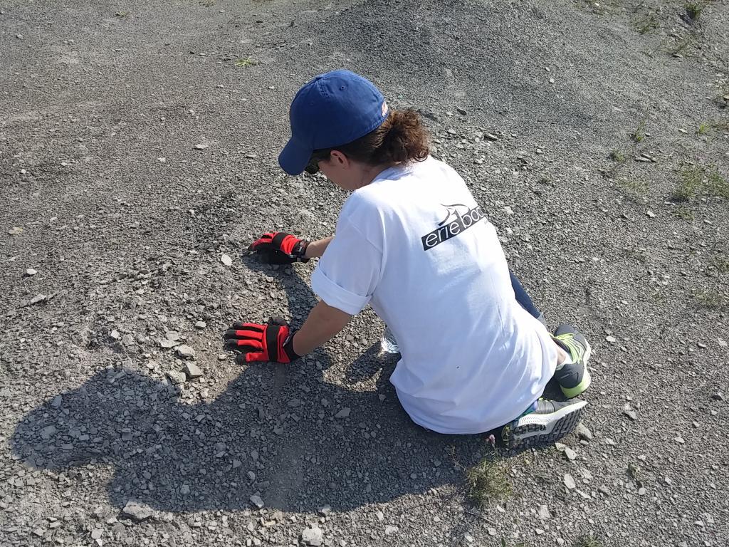 CandaceReimer's tweet photo. @Erie1BOCES collecting fossils for edu kits at @penndixie #doc2015buffalo http://t.co/rqJ0WOvY74