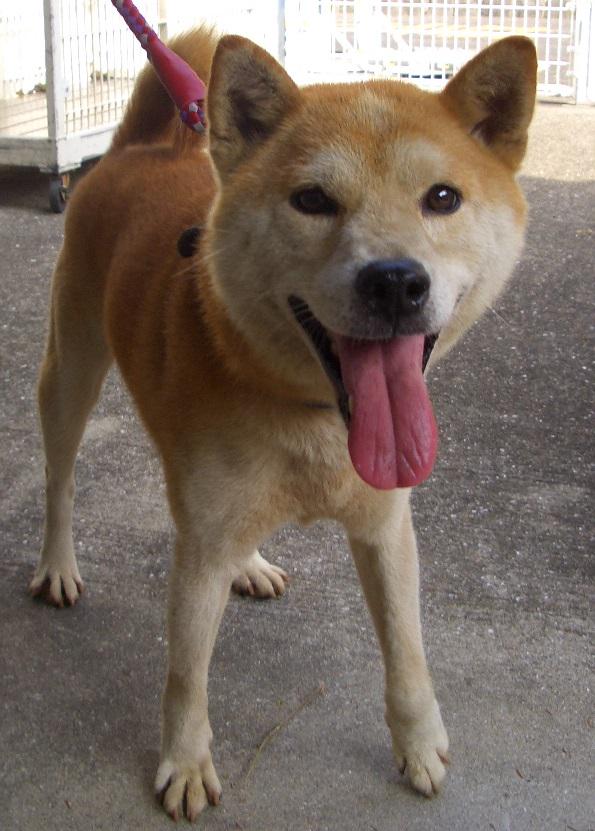 with_animals_k's tweet photo. ＃香川県 西讃保健所迷い犬情報 番号：8-2 収容日：H27/8/7 収容場所：観音寺市大野原町大野原 種類・特徴：柴犬風オス 茶不明成犬 中型 青色首輪 青白ストライプのみとり首輪 http://t.co/CgzDg6cL5N http://t.co/UFaiXVea7T
