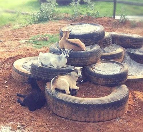 FindMeImYours's tweet photo. 9 #Pet Playgrounds You Can DIY Today @PetSmart
http://t.co/Zf4Co0Aehx http://t.co/c6VSty74wL