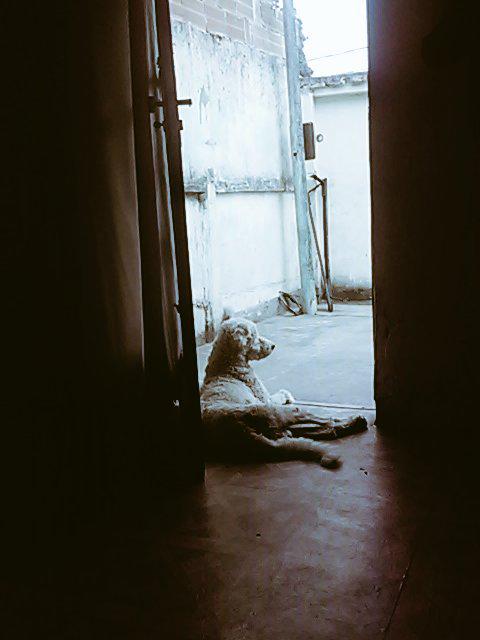 MiilaRodrigues3's tweet photo. Meuu xodoziin ta dodoi 😭😭😍 Só fica deitado agr 😌😔💔 http://t.co/98As0p80BQ