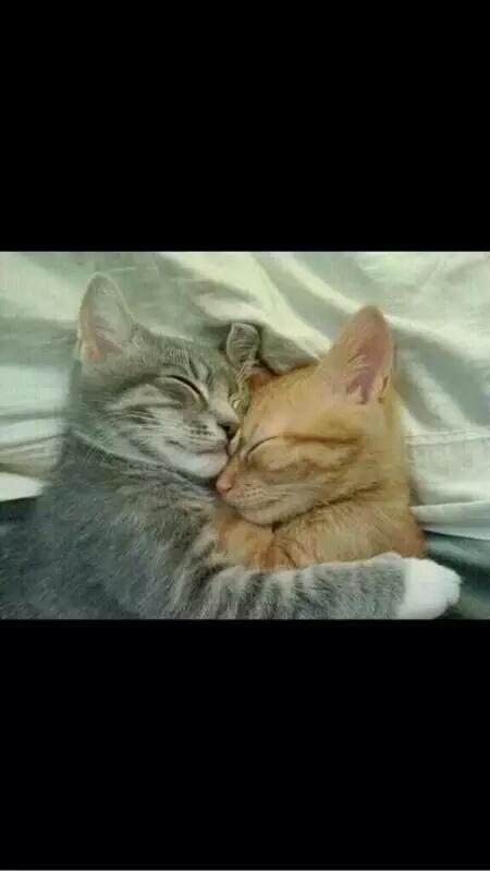 _haleyriley's tweet photo. @ITAL1ANSAUSAG3 this could be us but I hate you http://t.co/ixdgc86xzn