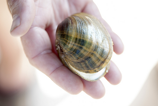FemoraleShells's tweet photo. Mississippi mussels making a comeback http://t.co/ROpUaNP9NH #freshwatermussels #mississippi #bivalves #moluscs http://t.co/GHPJz3B22y