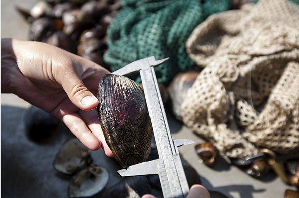 FemoraleShells's tweet photo. Mississippi mussels making a comeback http://t.co/ROpUaNP9NH #freshwatermussels #mississippi #bivalves #moluscs http://t.co/GHPJz3B22y