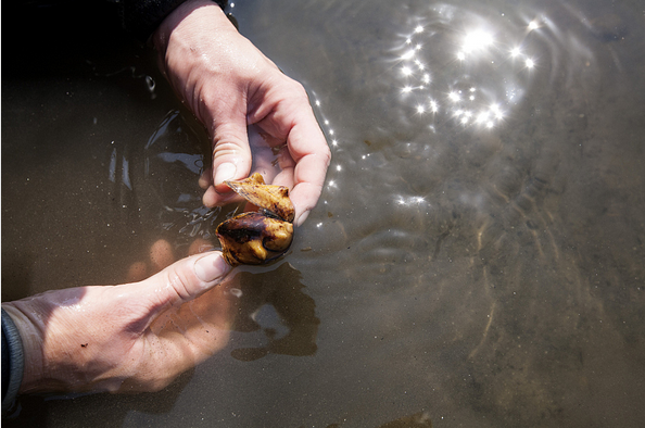 FemoraleShells's tweet photo. Mississippi mussels making a comeback http://t.co/ROpUaNP9NH #freshwatermussels #mississippi #bivalves #moluscs http://t.co/GHPJz3B22y