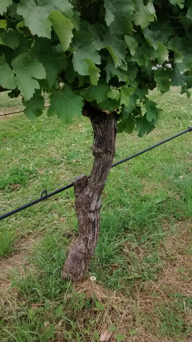 Todays Wine Spectator article bit.ly/1JqXHj0 does not mention disease control by trunk renewal sadly