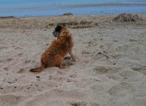 Estheroogst's tweet photo. Hondje aan zee. http://t.co/hnqnPkB7Fq