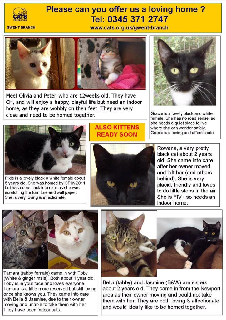 CP_Gwent's tweet image. Some of the lovely fur babies we have available for adoption! #cats #kittens #AdoptDontShop @ukanimalcharity