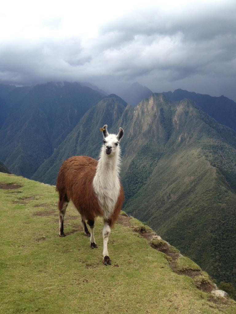 Gadvrudyguide's tweet photo. the famous animal ancestors and still will be the famous. G family @ArceEvert @Gadv_edwinArque @GAdv_FreeBPT http://t.co/GEOUtNs2qL