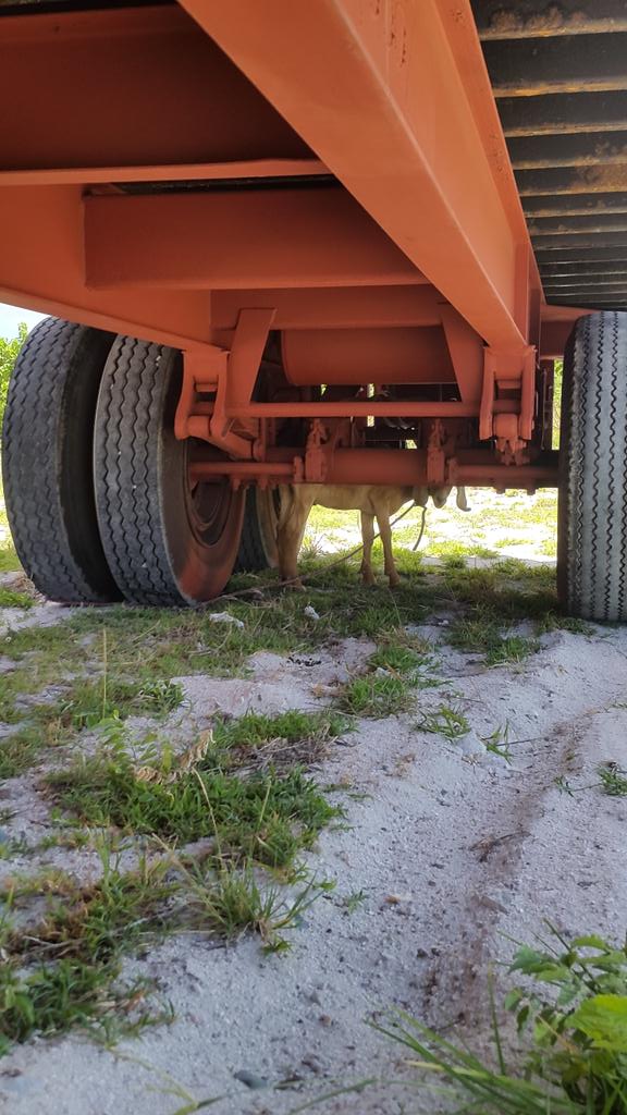 GreatDane3XC's tweet photo. Who does this shit?! Lets say i ran over or dragged the goat back to port? Smh #OnlyInSXM http://t.co/a0c107A8gF