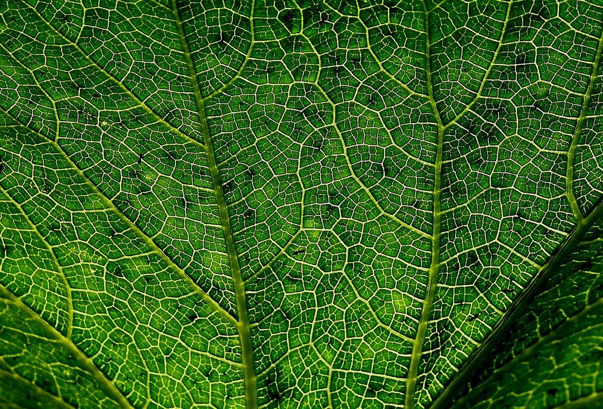 The light flowing in my veins,
My green destiny of the rains...