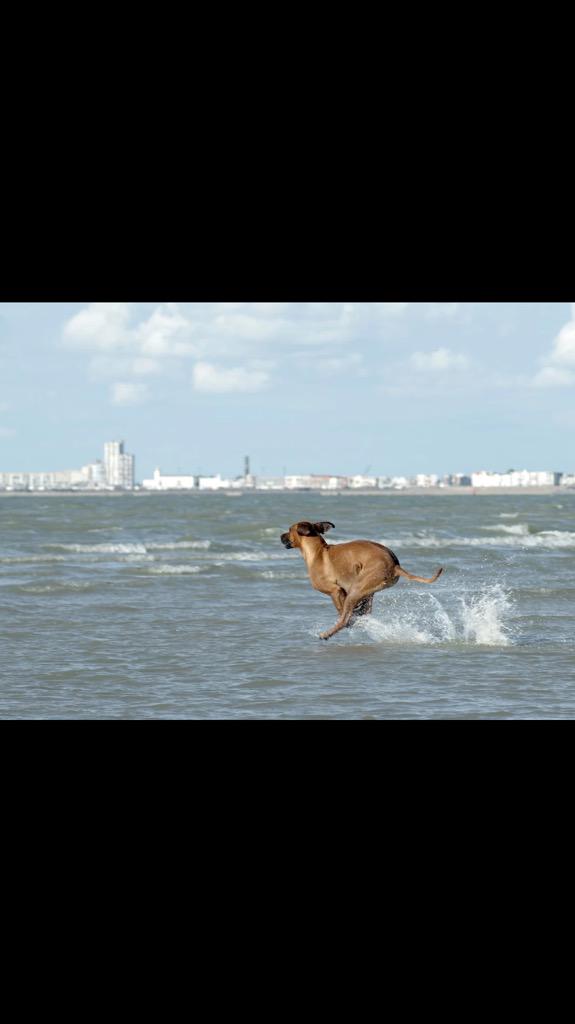 buddysrawmeat's tweet photo. So I said to my dog ' I'll order you a Buddy's raw food when you can walk on water' 😂 http://t.co/MkokDgcTk0