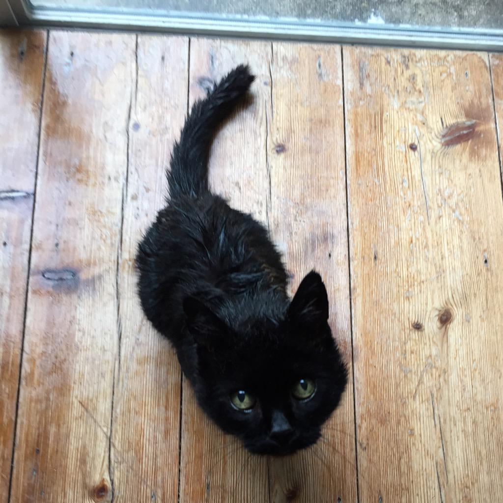 My cat is sad because he stood in the rain to punish himself for all the times he has let himself down intellectually
