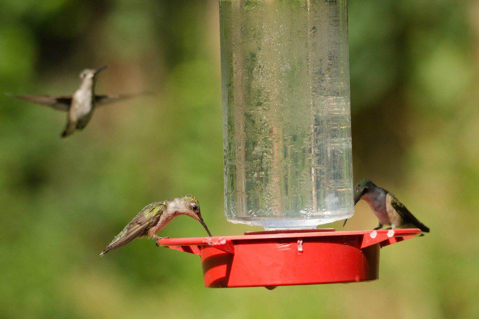 LBLNature's tweet photo. Eat up! A #hummingbird nearly doubles its body weight before migrating! #HummingbirdMonth http://t.co/fclvkg9IT8