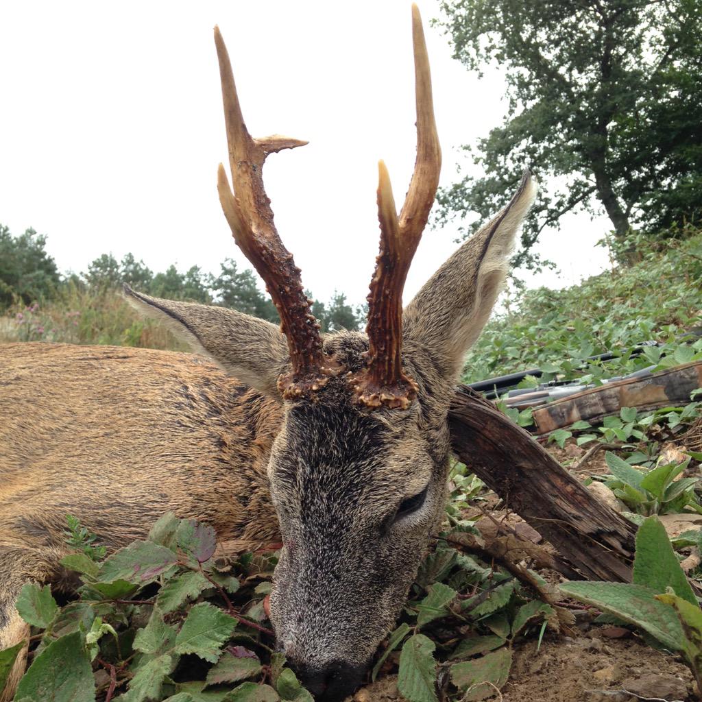 Dps de unos cuantos días, al final se dejo ver.