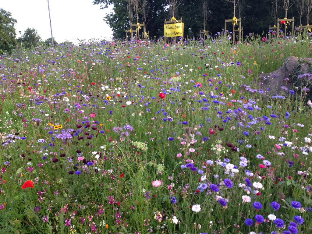 ThinBloom's tweet image. Wild flowers much admired by townsfolk around the new "Ring of Thorns" feature at #Tesco sown by #Thornbury in #Bloom