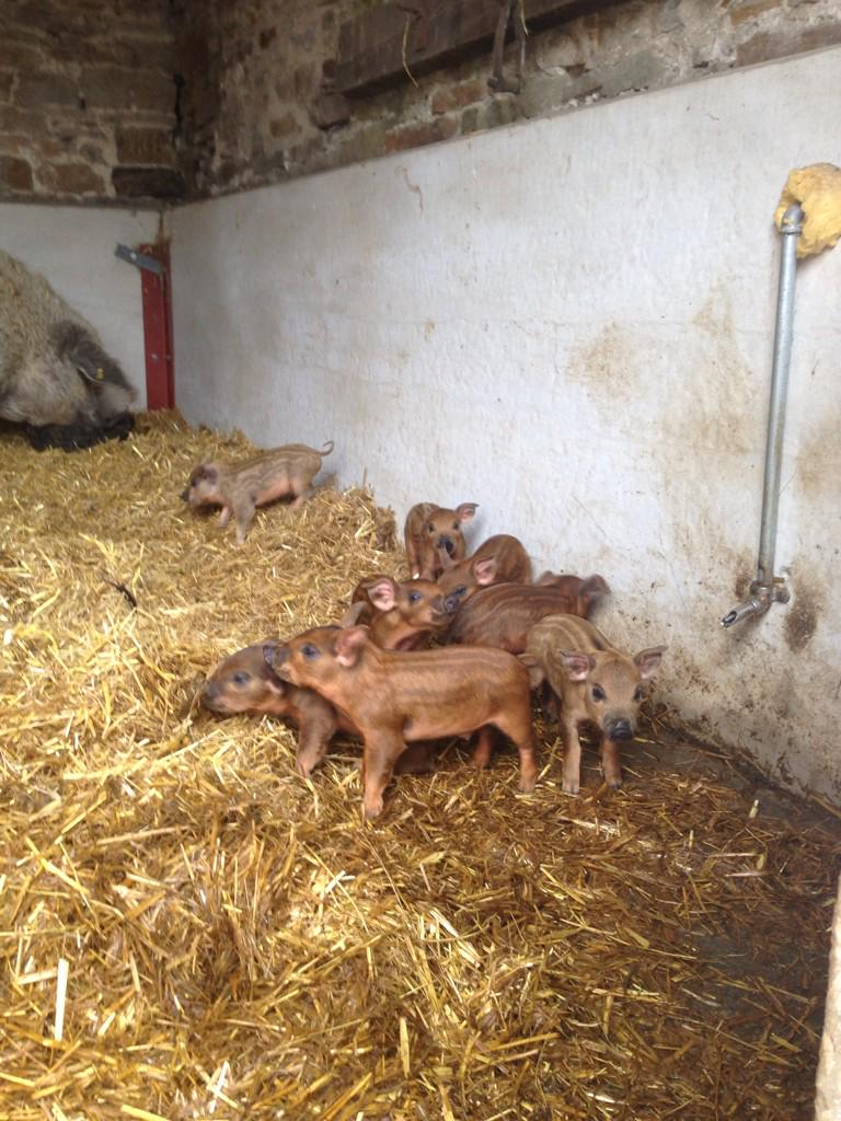 wensleydale_exp's tweet image. Still time to book on our animal day tomorrow. Meet our new piglets, groom the pony and much more! #Wensleydale