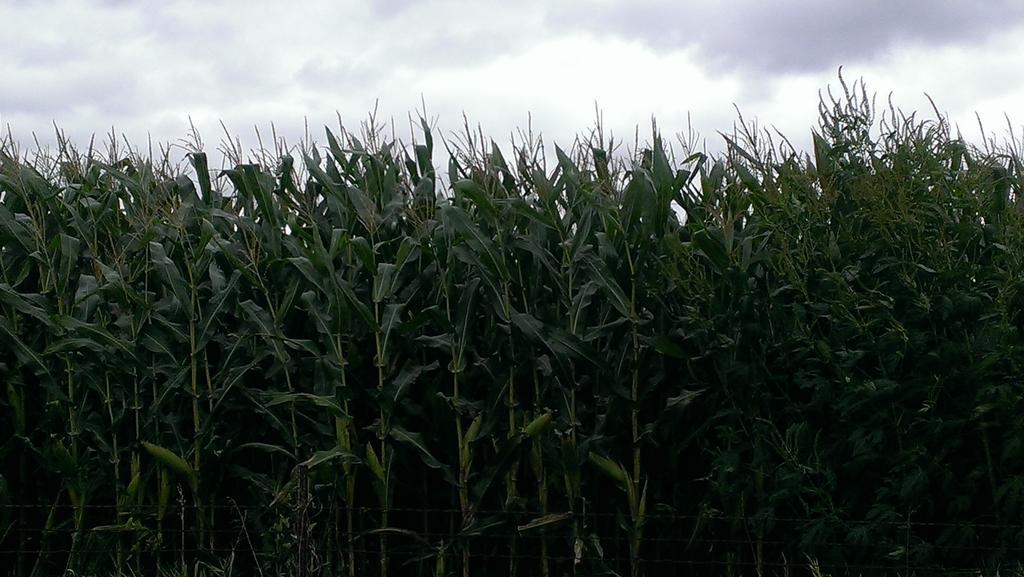 RCGFarmWise's tweet photo. First field in Iowa. Looks great from road 89 bpa. Very rough deep in http://t.co/P9dPZcGplV