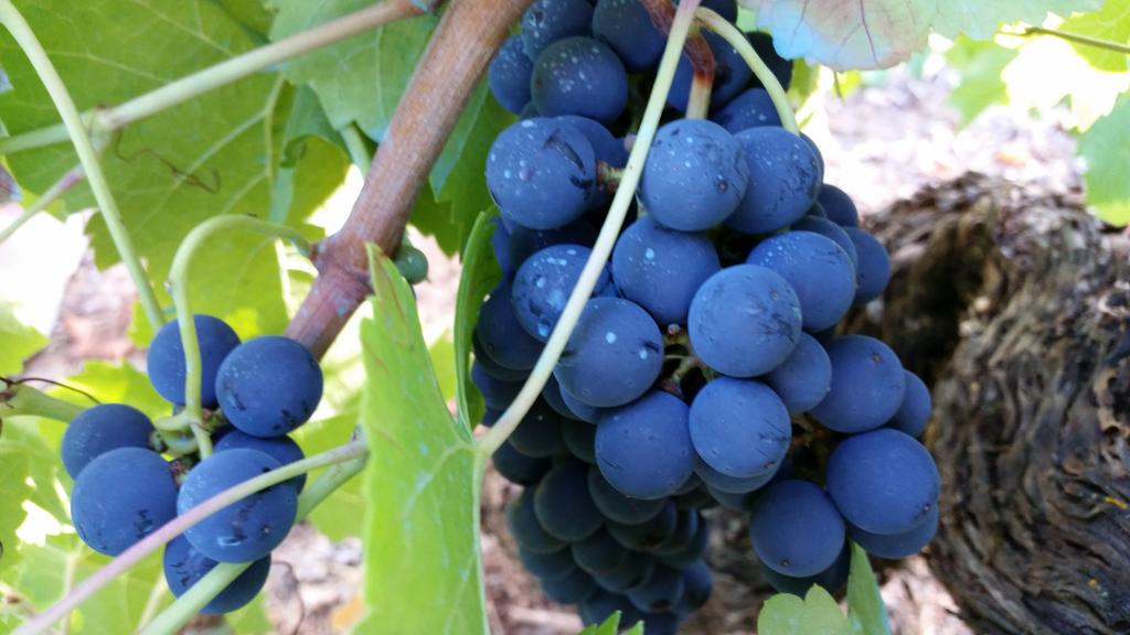 Color #mencia #agosto #elbierzo #DeepBlue #blueberry #blue #ElGranAzul #wine #vino #winelovers