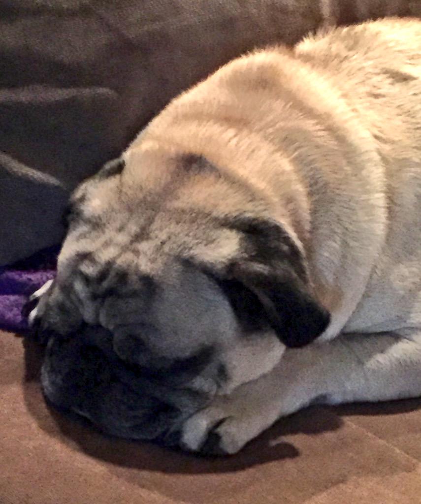 All tuckered out...big day entertaining guests #puglife #pugsocialite