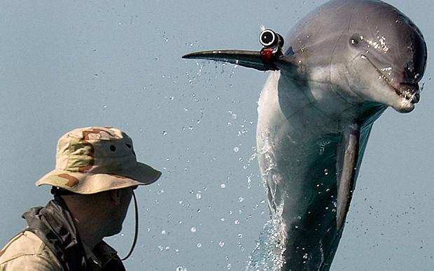 Telegraph's tweet image. Israeli 'spy dolphin' caught off Gaza coast telegraph.co.uk/news/worldnews…