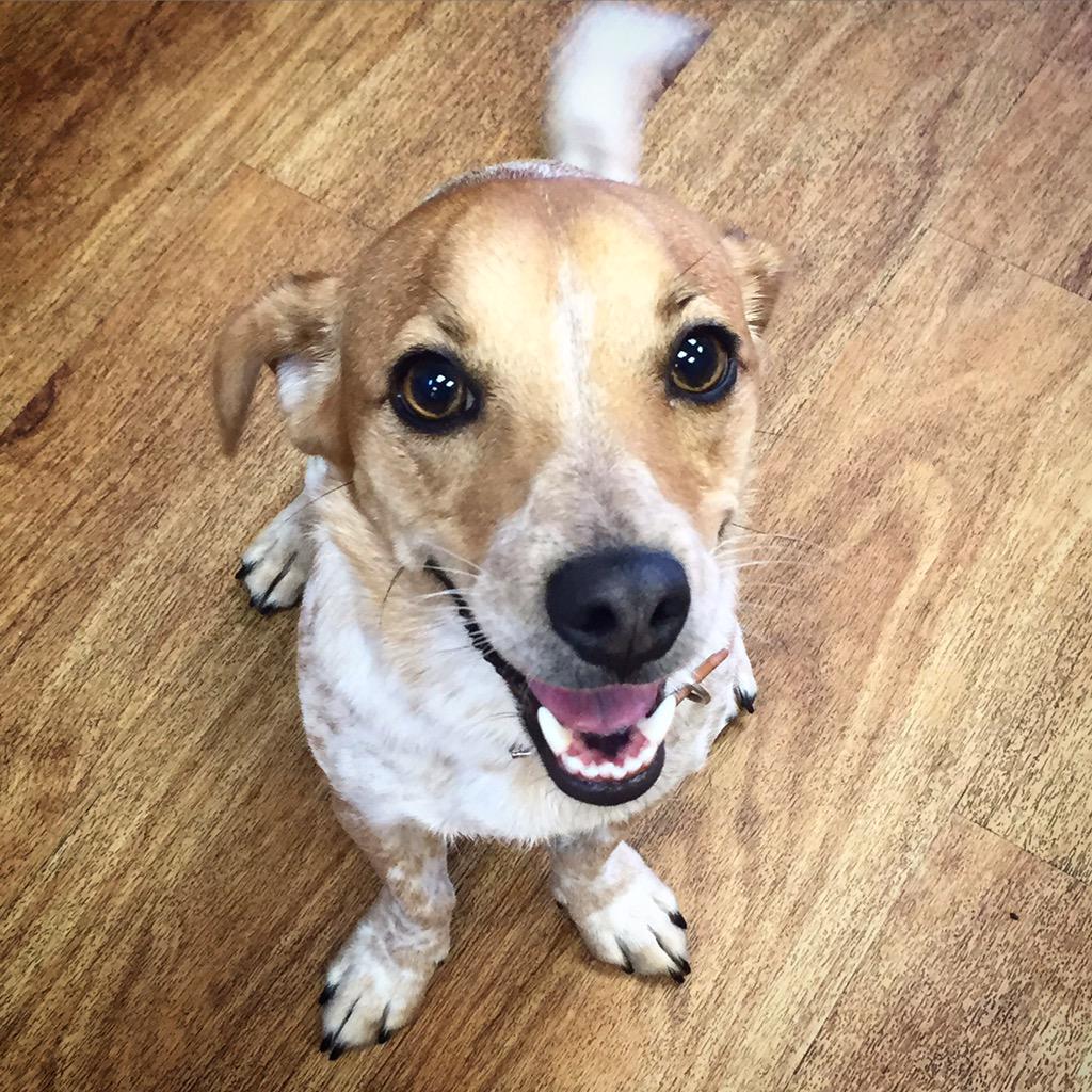 doggycaffe's tweet photo. ❤️🐶dog of the day🐶❤️ #chubbychops #cafe #dogs #doglover #dogfriendly #puppy #Brighton #hove http://t.co/mNwyZ6RgYR