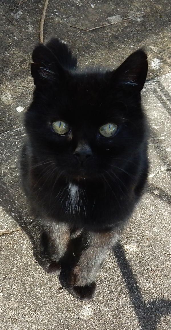 My cat is sad because he is staring directly into your heart and absorbing all its pain like a black furry sponge