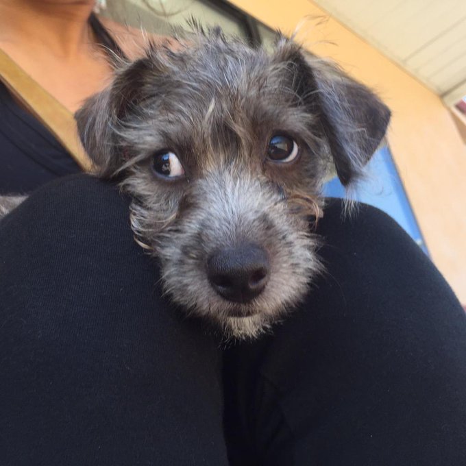 Time to slay some errands, but first. Puppies. http://t.co/6hfC1Rb0bD<a href="/tag/mvsales"class="tags"><span>#mvsales</span></a>