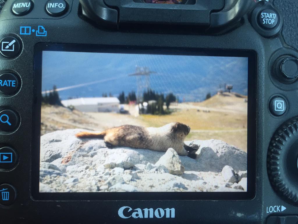 So many awesome #marmotmoments today on @WhistlerBlckcmb! They love posing for photos in the sun 😎
#explorecanada