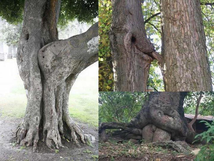 Nature on "Sometimes the Nature is little bit naughty too... #Dirty #Nature #Lol #Natural #Naughty http://t.co/0SvjQiQCda" / Twitter