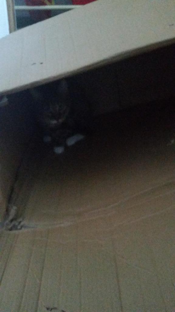tyree_the_cat's tweet photo. I think he likes the box. http://t.co/yFQ5Nd4YOe