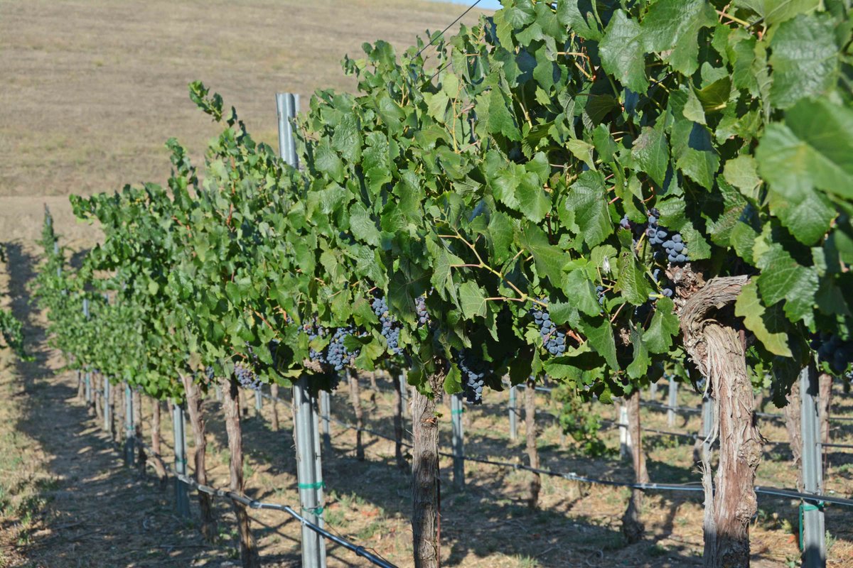Vina Robles Vineyards & Winery tweet media