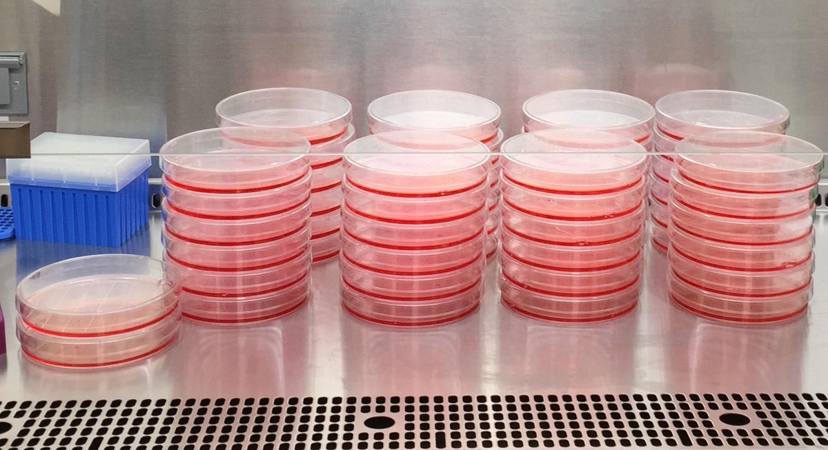 Vector Discovery starting a production run.  #GotPlates #AAV #4DMT