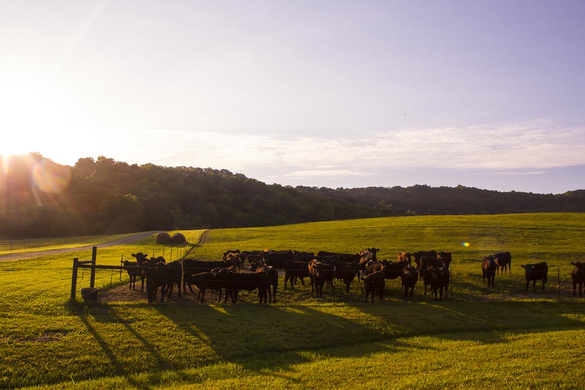 TNWagyu's tweet photo. "We begin and end our day the same — feeding the cows."  ~Tom Moon, #farmer http://t.co/XibIdB2xHs