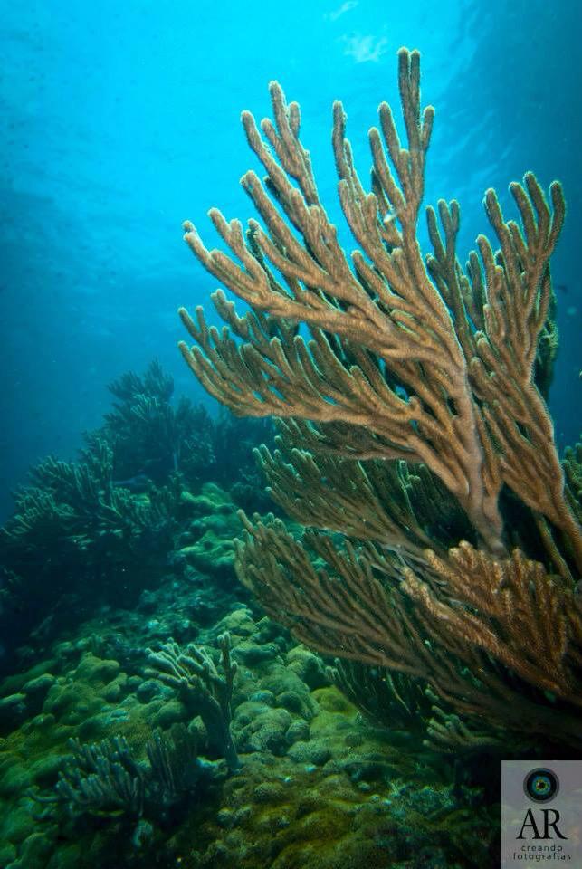ARamirezPhoto's tweet photo. Un espectacular día de #buceo hoy con 6 personas viviendo su primera experiencia bajo el mar @horisub #SNSI http://t.co/QuLQRxpJLH