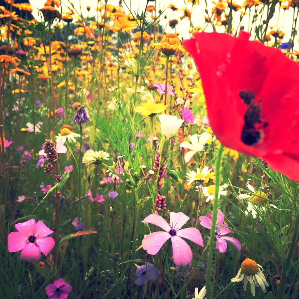 pratkinspics's tweet photo. You will be missed for the colour you brought to the world ❤️💛💚💙 http://t.co/yZZ84DI1pM