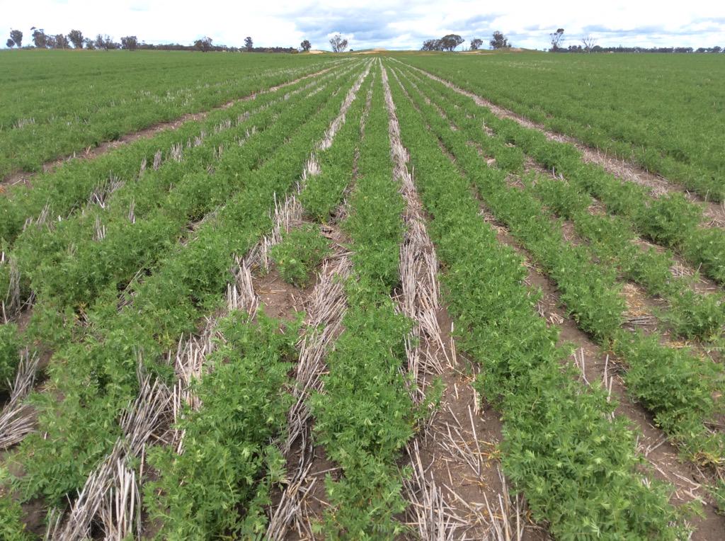 rick_rundell's tweet photo. #bolt #lentils 220mm yr at Rainbow #stubbleretention #notill @VicNotill @Pulse_Australia @JasonBrand http://t.co/u8XDmaKsr5